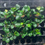 Anubias Barteri Round (Golden Coin)