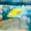 Crowntail Metallic Copper Neon - Female Betta #Jul41