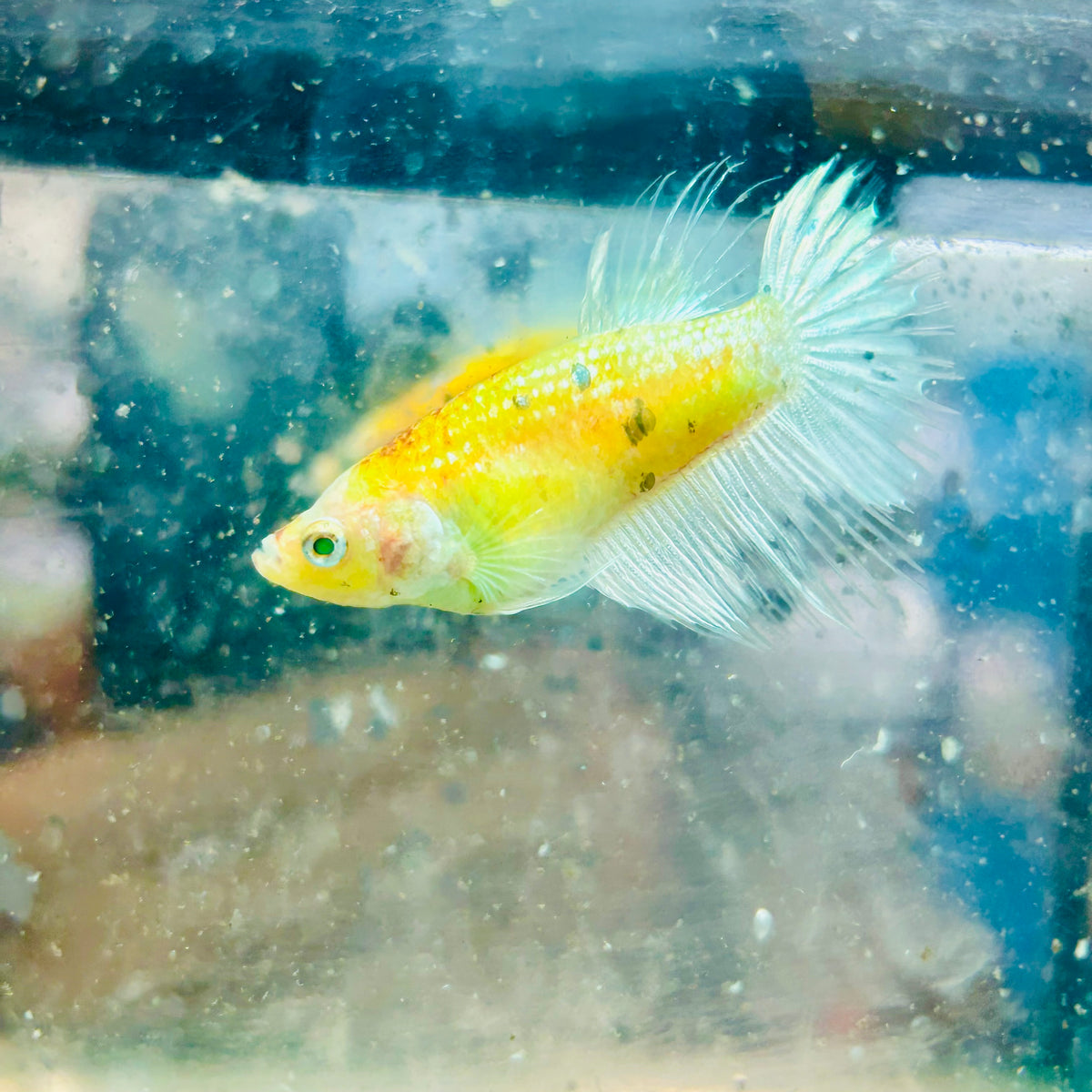Crowntail Metallic Copper Neon - Female Betta #Jul41