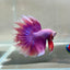 Purple Pink Halfmoon - Male Betta 182