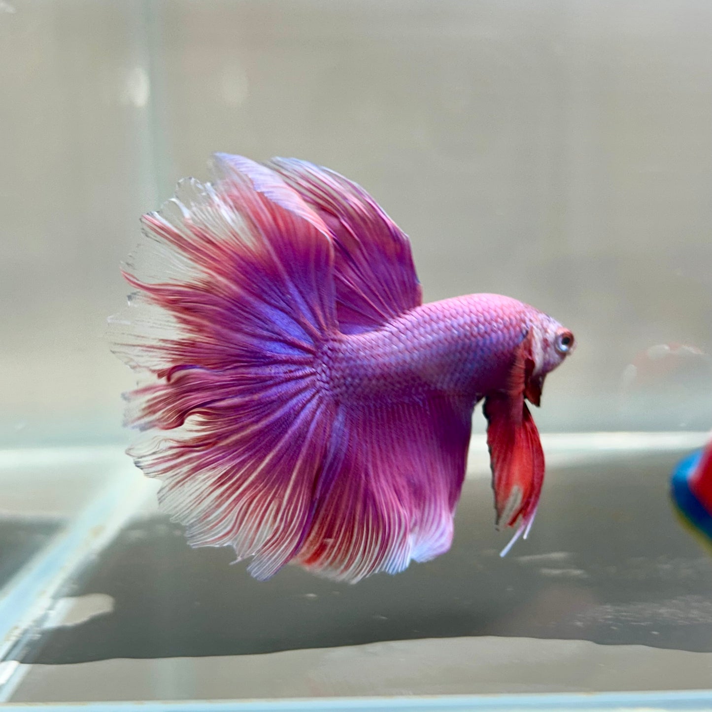 Purple Pink Halfmoon - Male Betta 182