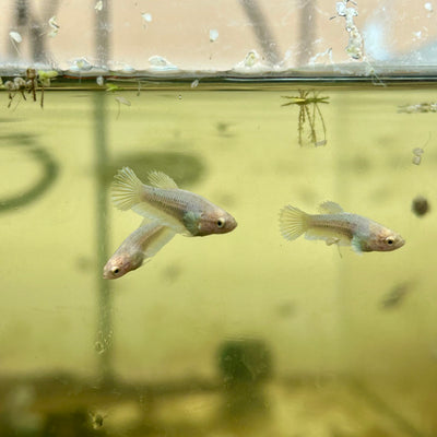 Yellow Pineapple Dumbo - Baby Betta