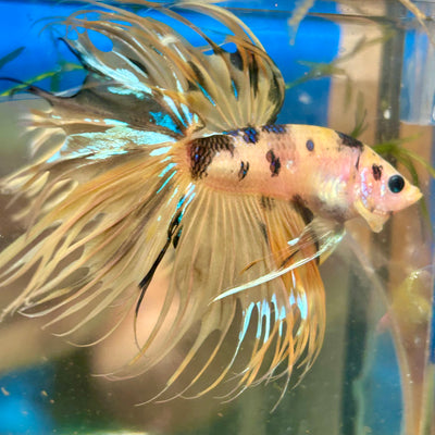 Tiger Koi Crowntail - Male Betta 091