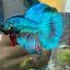 Green Turquoise Halfmoon - Male Betta 067