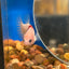 Koi Tancho Plakat - Female Betta 029