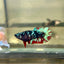 Avarta Gordon Plakat - Female betta 088