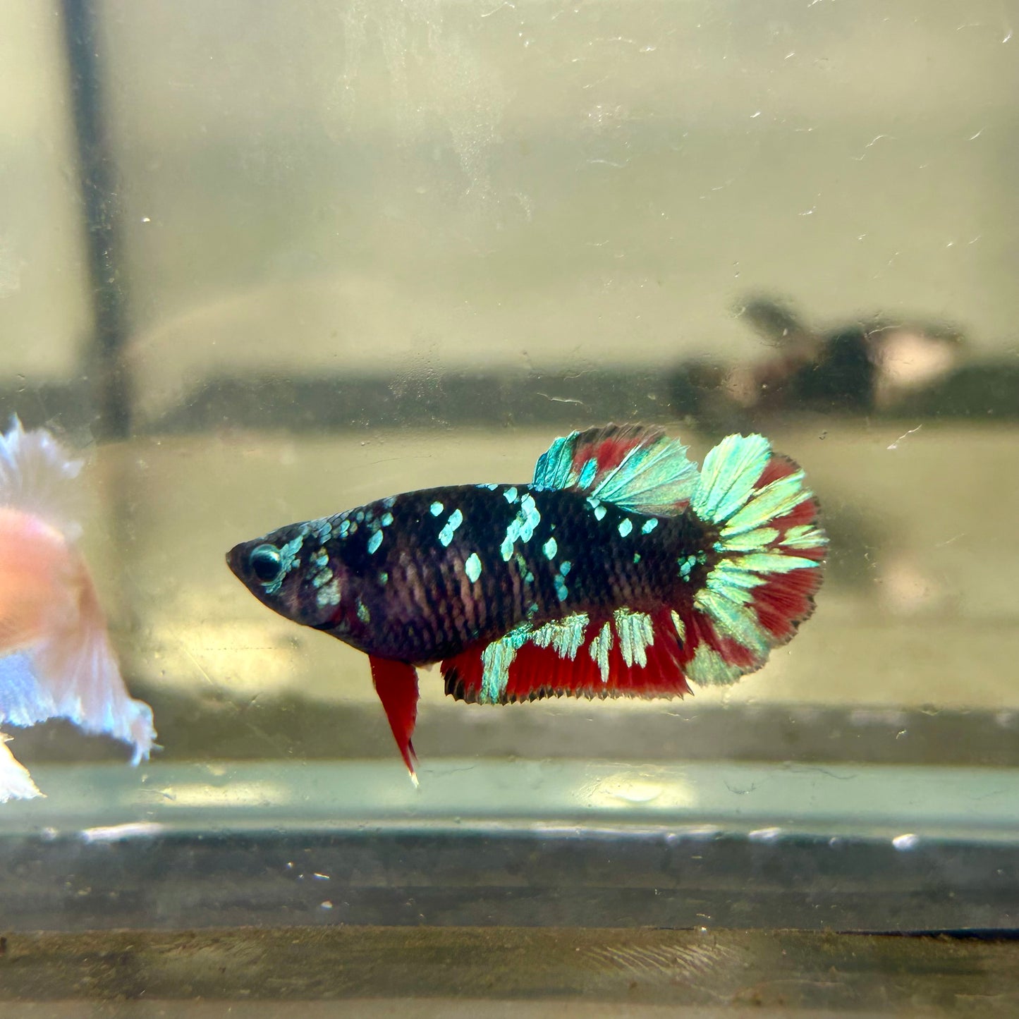 Avarta Gordon Plakat - Female betta 088