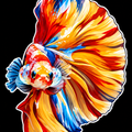 Betta Fish Stickers