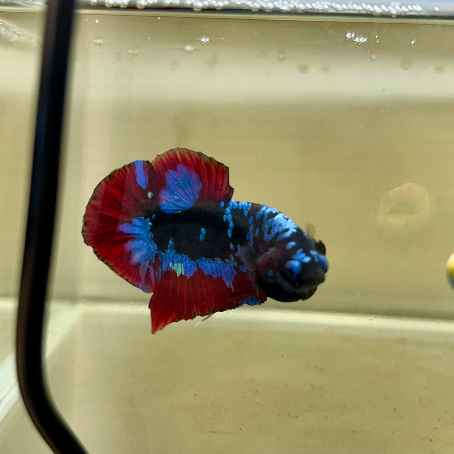 Nebula Blue Avarta Plakat - Male Betta 137