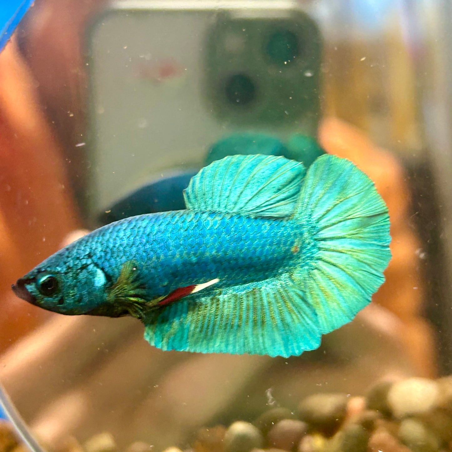 Green Turquoise Plakat - Male Betta 170