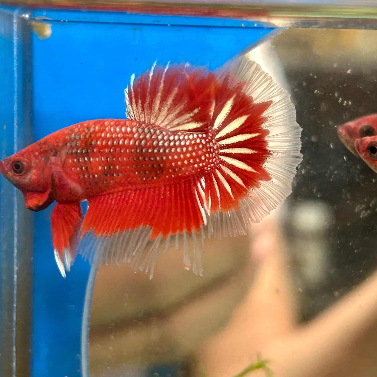 Red Fancy Halfmoon - Male Betta 090