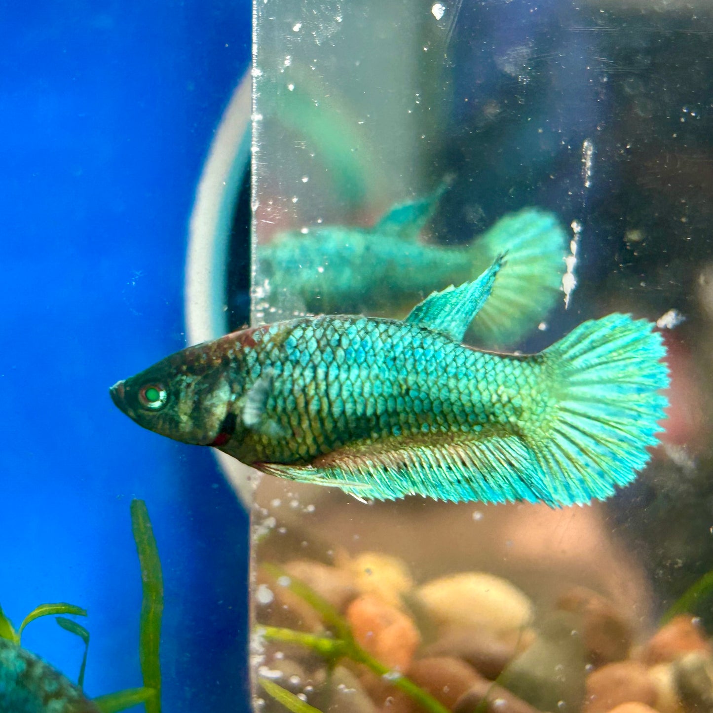 Dumbo Turquoise Neon Plakat - Female Betta 062