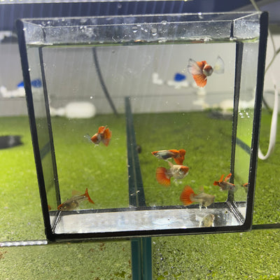 Dumbo Red Tail Koi Short Body
