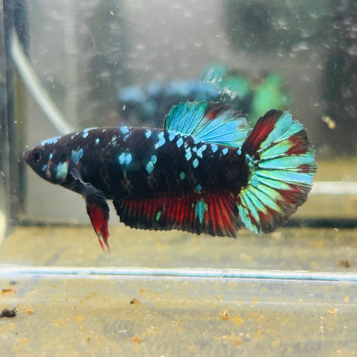 Avarta Nebula Plakat - Female betta 005
