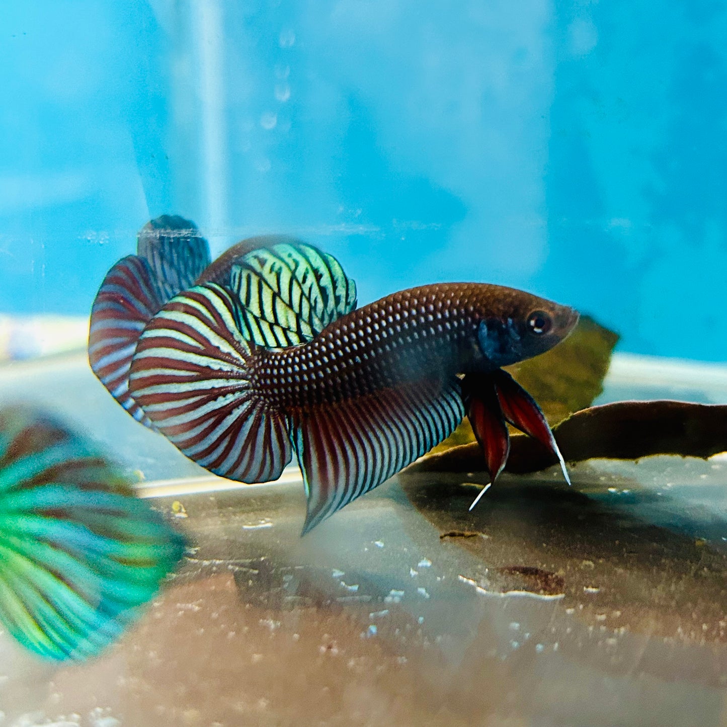 Betta Mahachai Grey Spade Tail Male #MA18