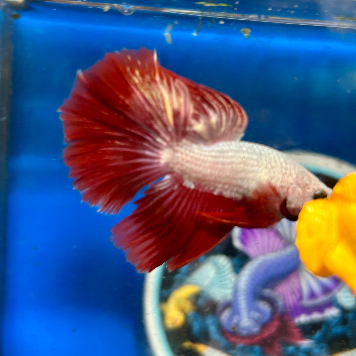 Red Dragon Halfmoon - Male Betta 021