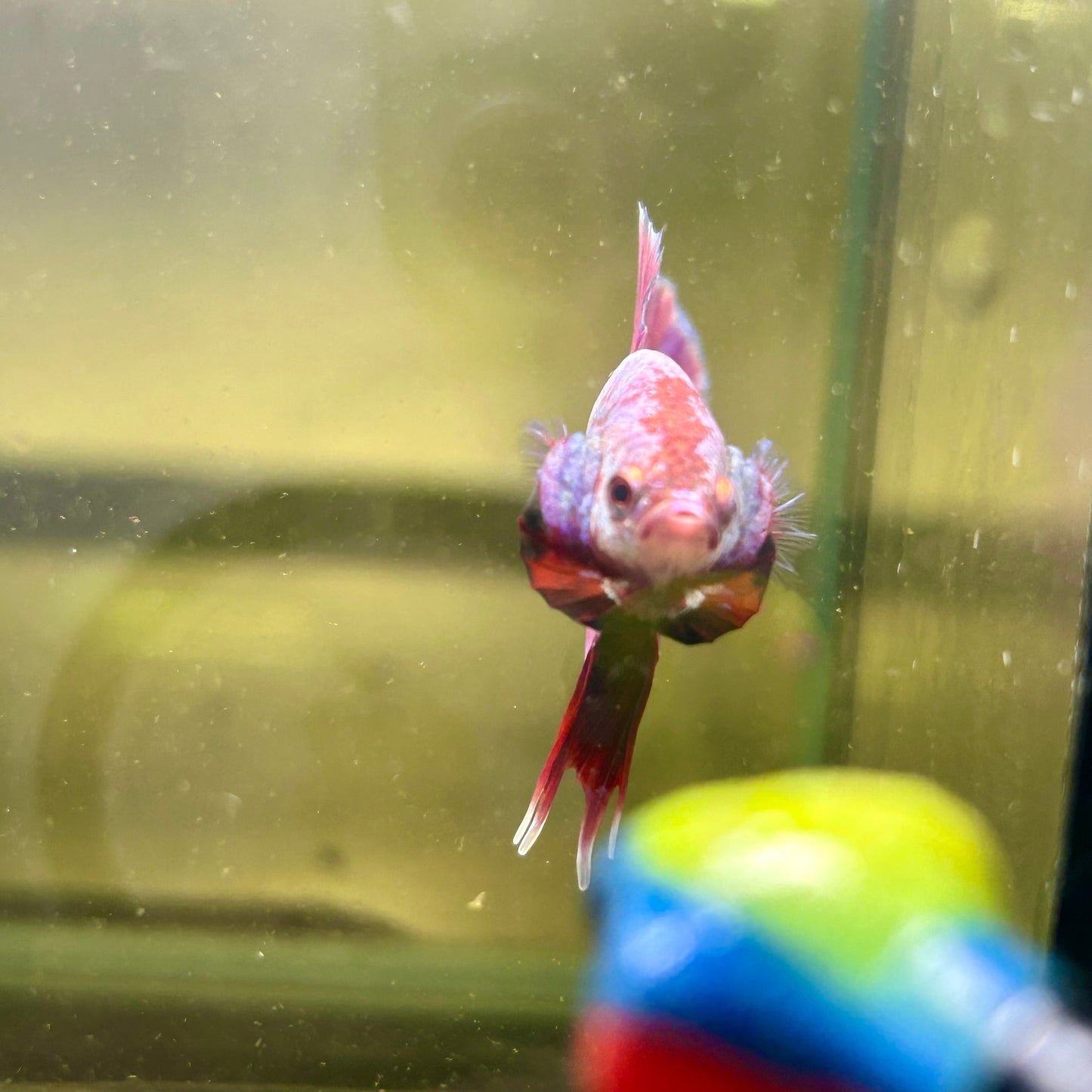 Purple Pink Plakat- Male Betta 165