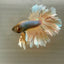 Yellow Pineapple Feather Tail- Male Betta 070