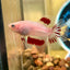 Red Tancho Halfmoon - Male Betta 108