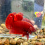 Super Red Plakat - Male Betta