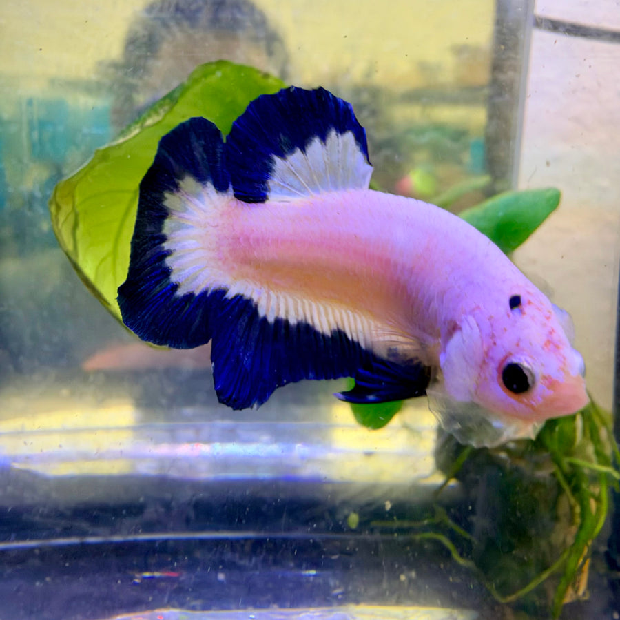 Plakat Blue Rim Male Betta #189