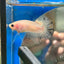 Ghost Plakat - Male Betta 056 - Homebred