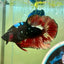 Vampire Copper Avarta Plakat - Male Betta 048