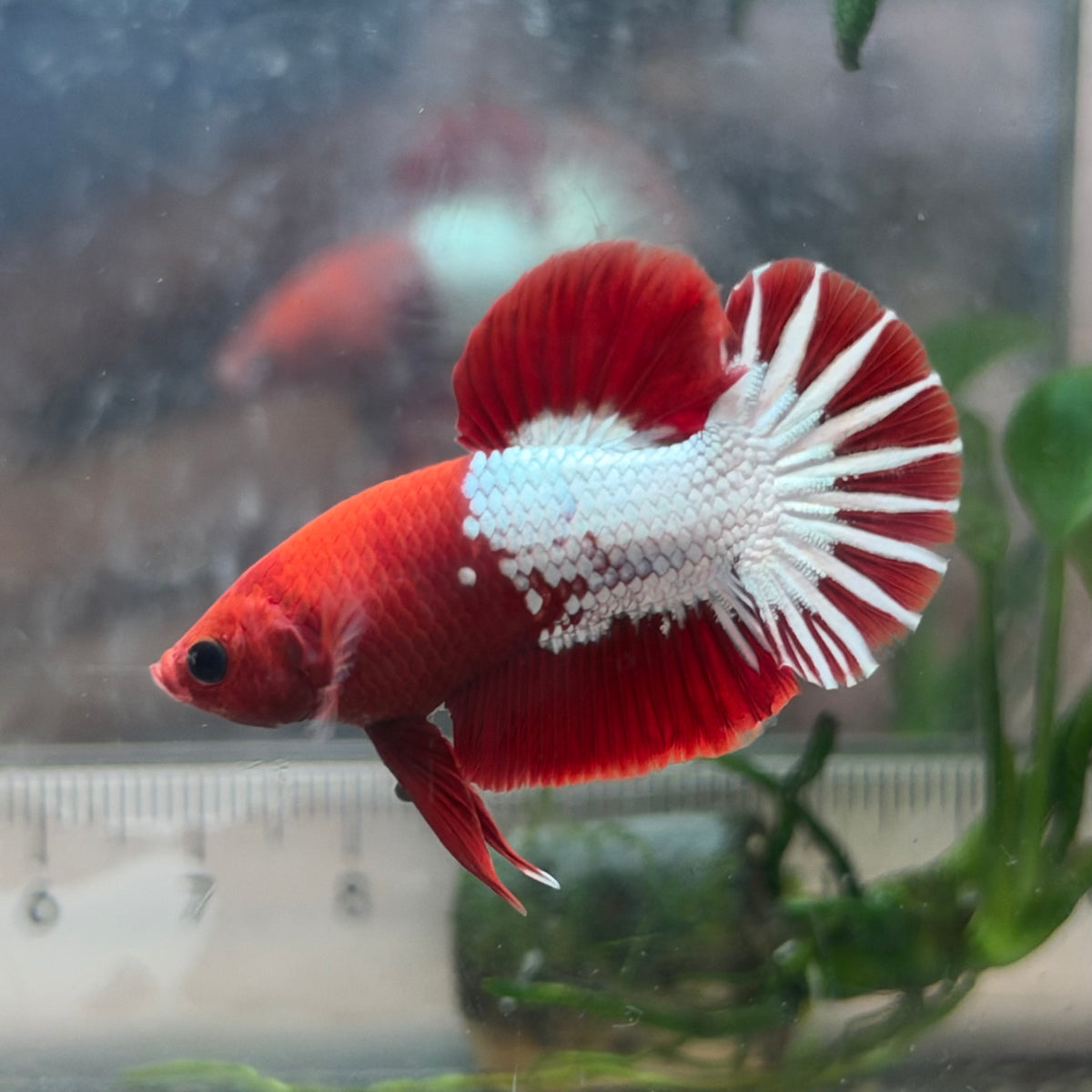 Plakat Red Fancy Copper Male Betta #040