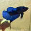 Blacklight Avarta Plakat - Male Betta 146