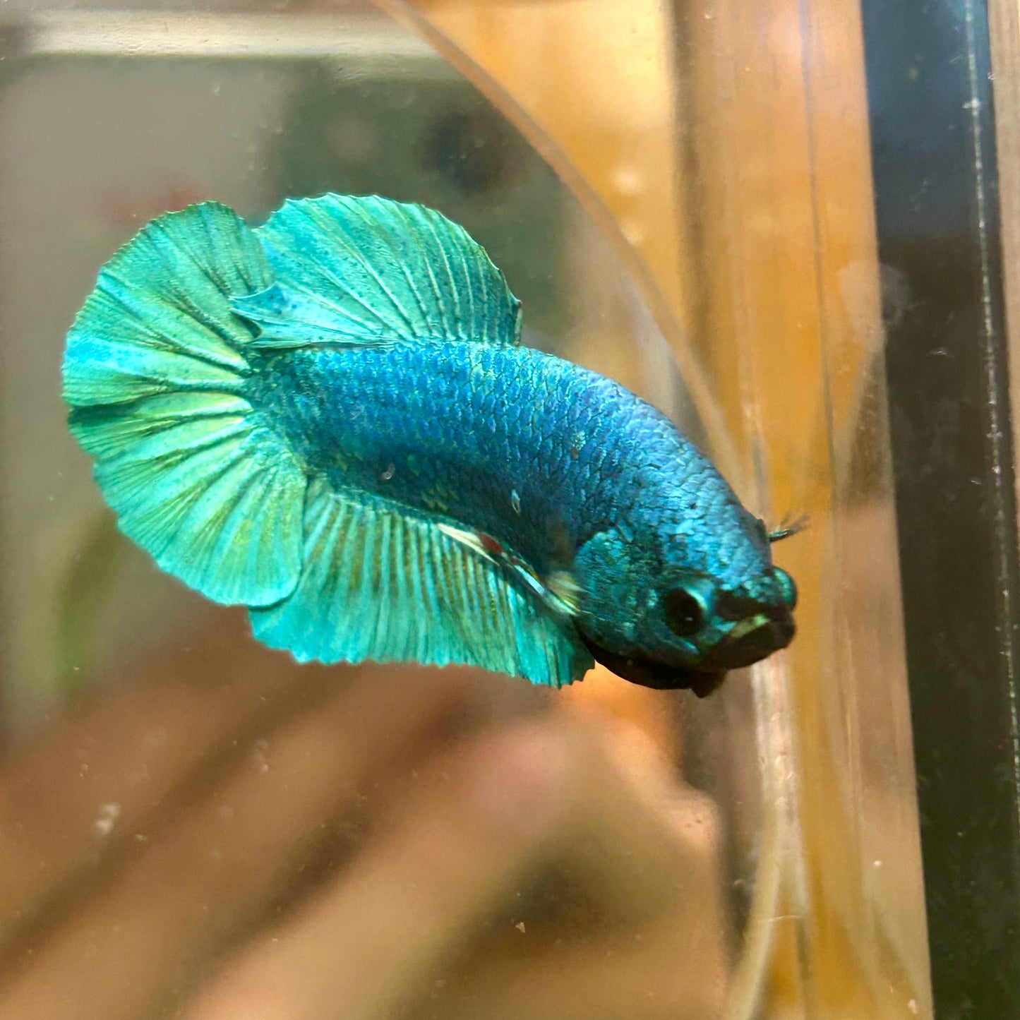 Green Turquoise Plakat - Male Betta 170