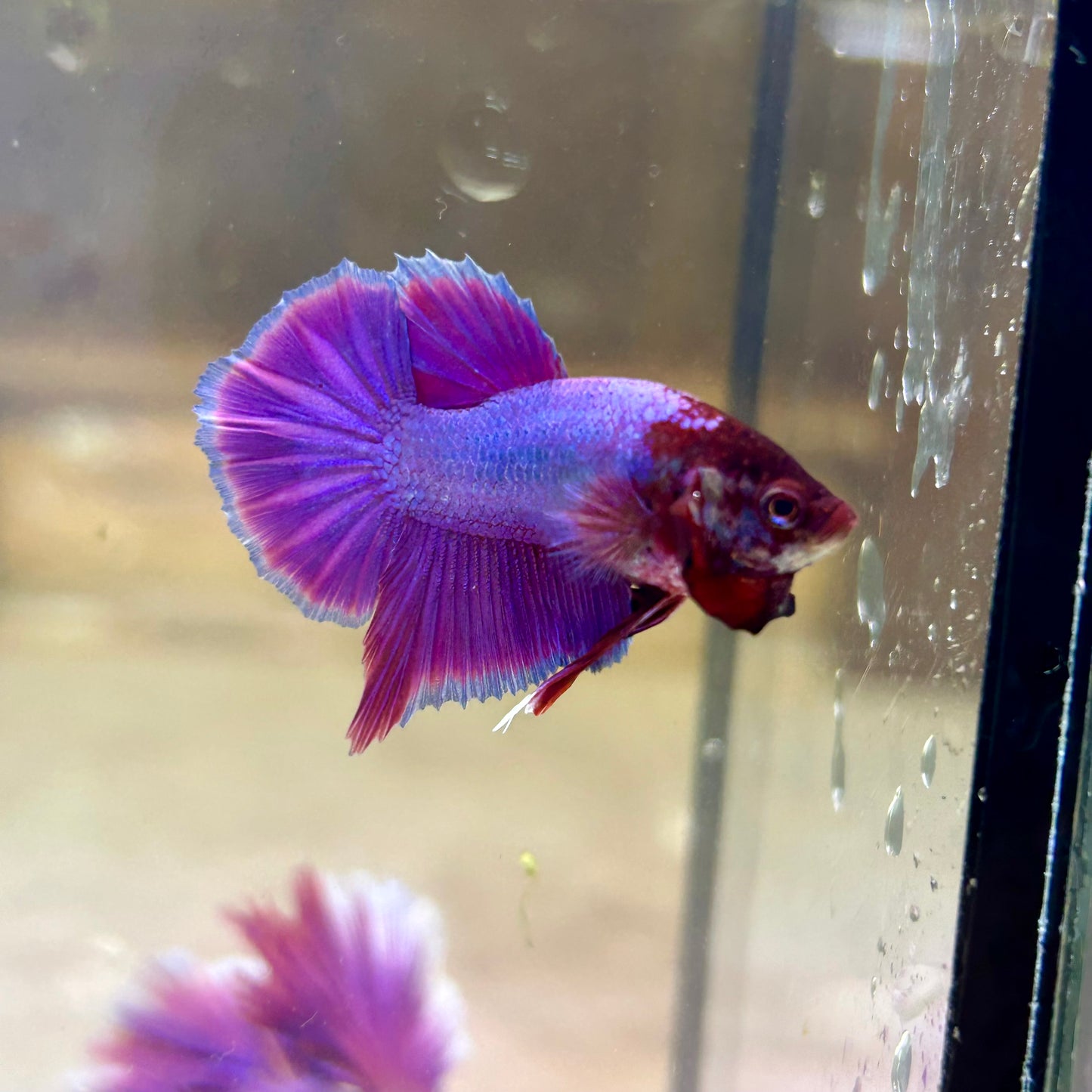 Purple Pink Plakat- Male Betta PM2