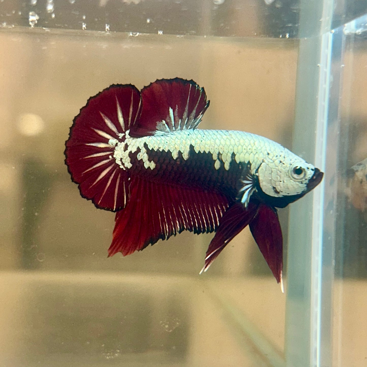 Blood Samurai Plakat - Male betta 150