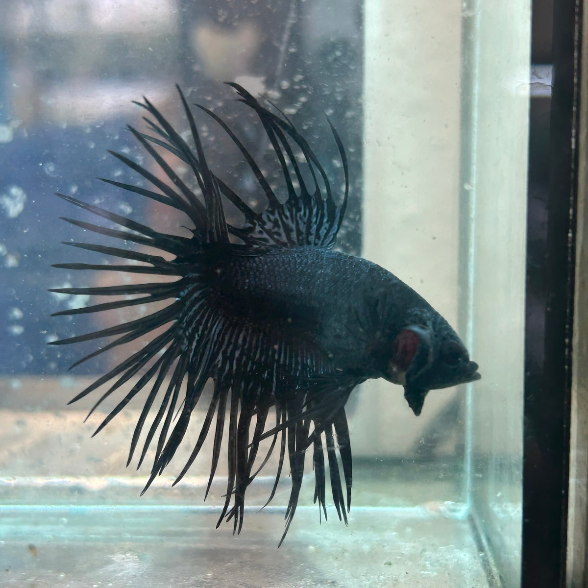 Black Orchid Crowntail - Male Betta #Au92
