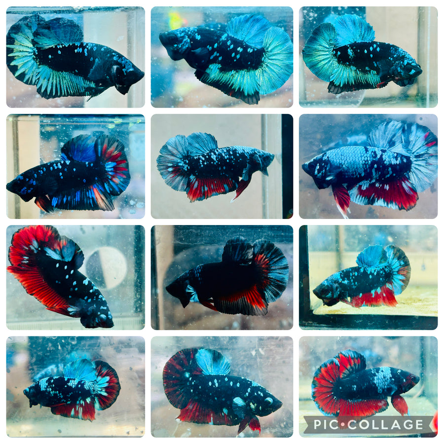 Plakat Avatar Nebula - Male Betta