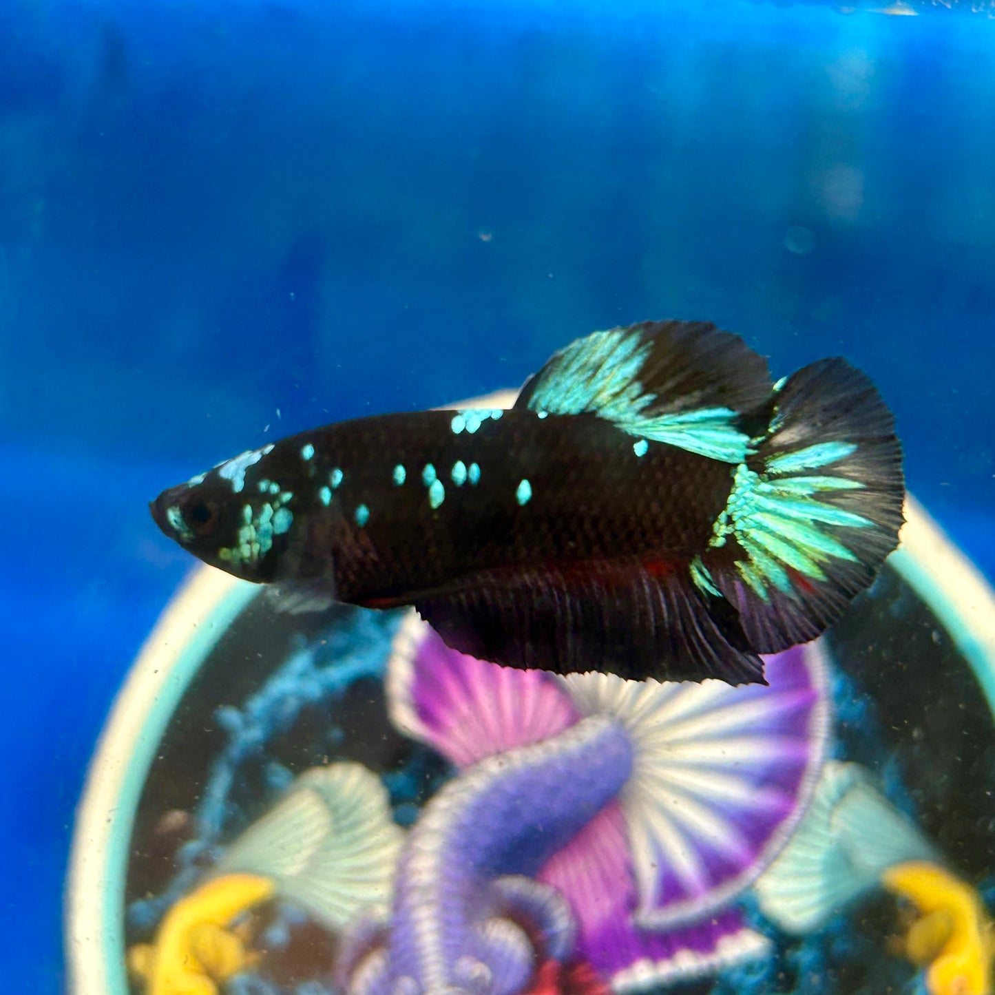 Avarta Nebula Plakat - Male Betta 138 Homebred