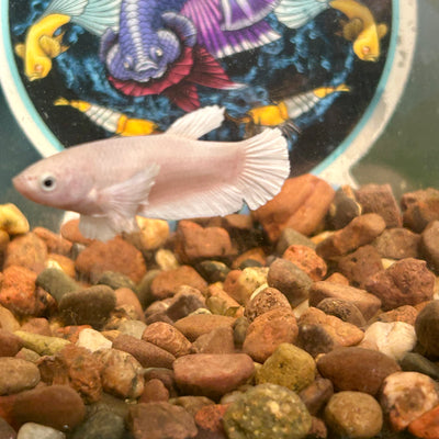 Dumbo White Plakat - Female Betta 052