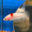 Koi Tancho Plakat - Female Betta 029