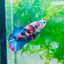 Plakat Red Koi Galaxy Female Betta #170