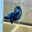 Nebula Blue Avarta Plakat - Male Betta 137