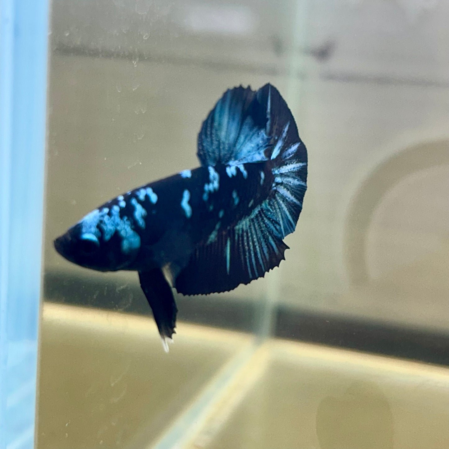 Nebula Blue Avarta Plakat - Male Betta 137