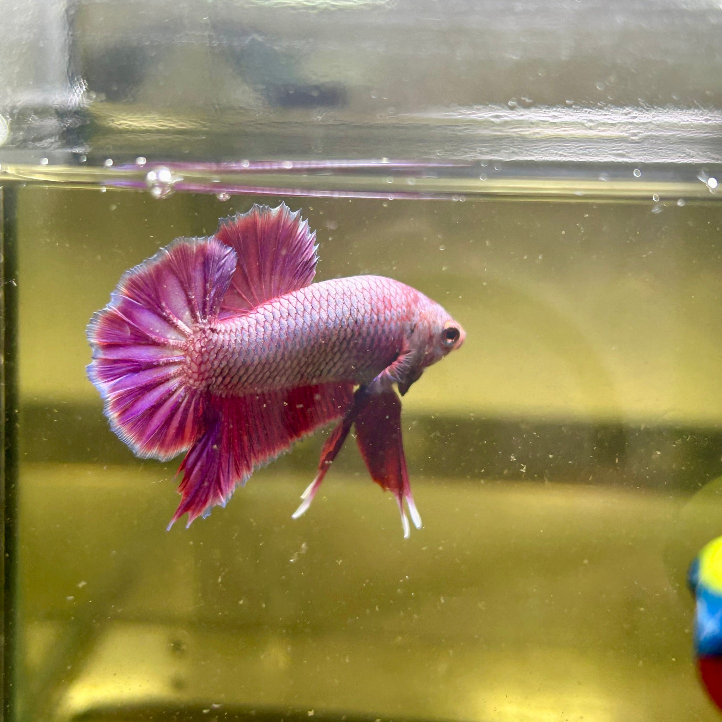 Purple Pink Plakat- Male Betta 165