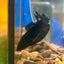 Avarta Black Plakat - Male Betta 098 Homebred