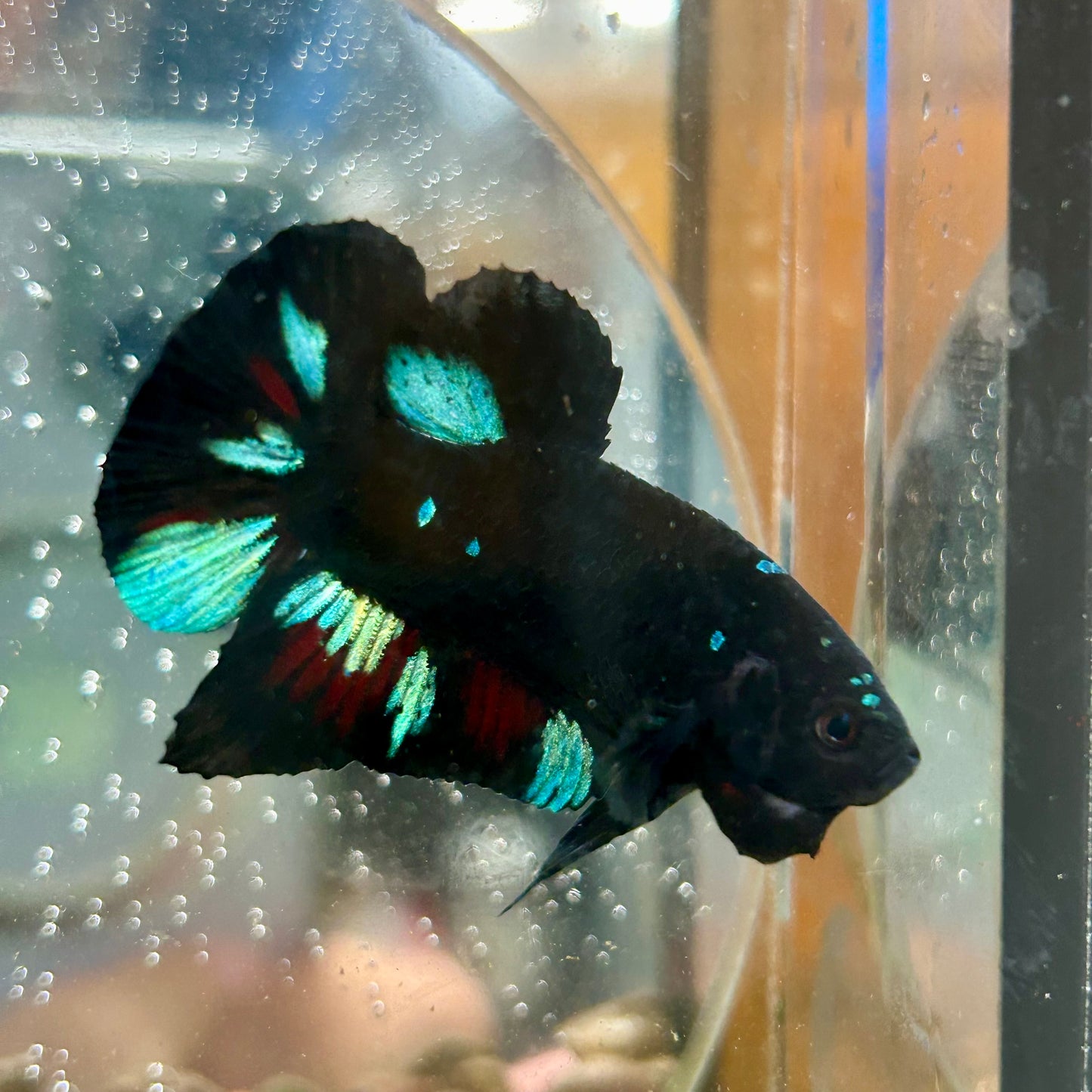 Avarta Nebula Plakat - Male Betta 044