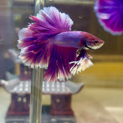 Purple Pink Feather- Male Betta FM1