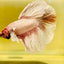 Halfmoon Dumbo Grizzle White - Male Betta #170