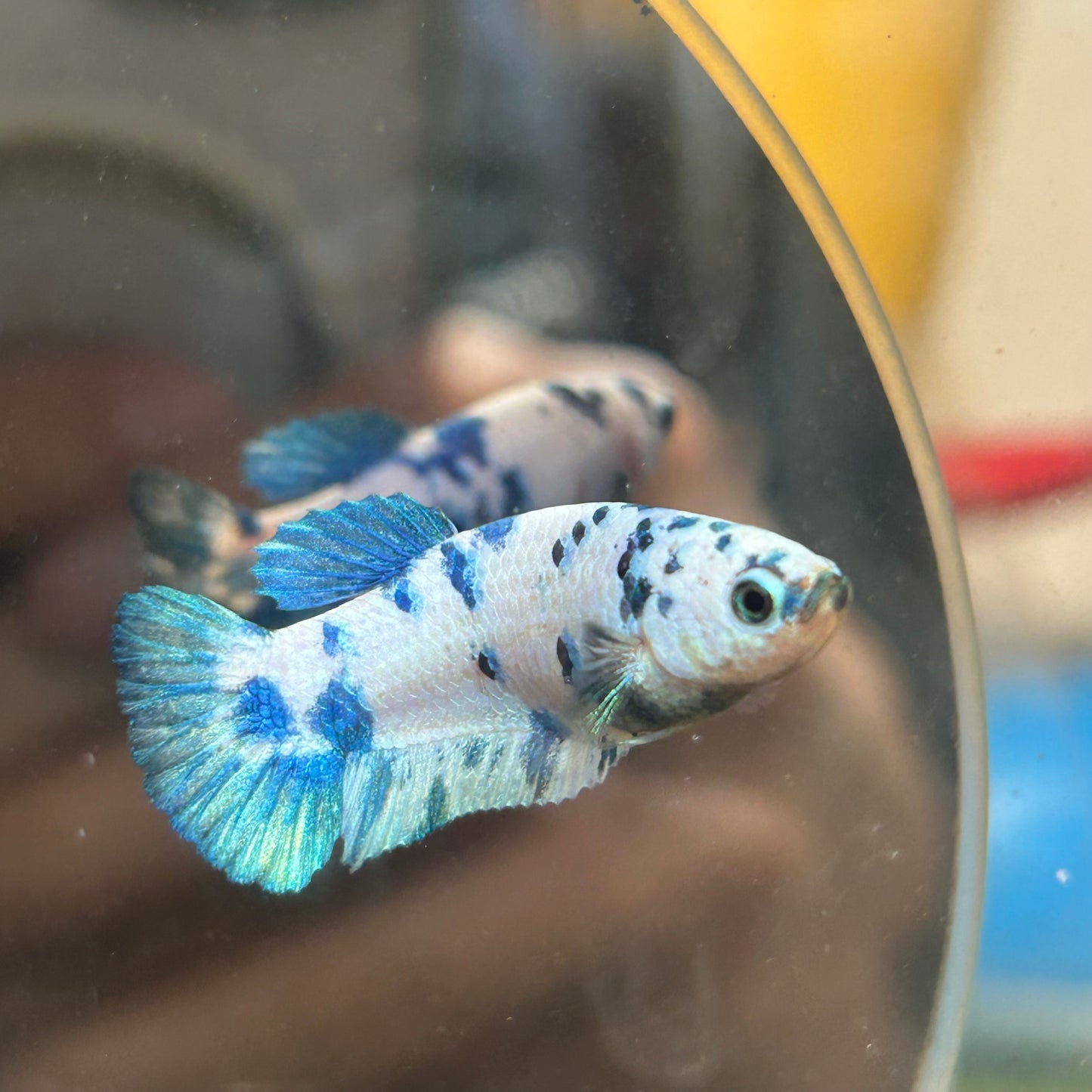 Blue Marble Dot Plakat - Female betta 114