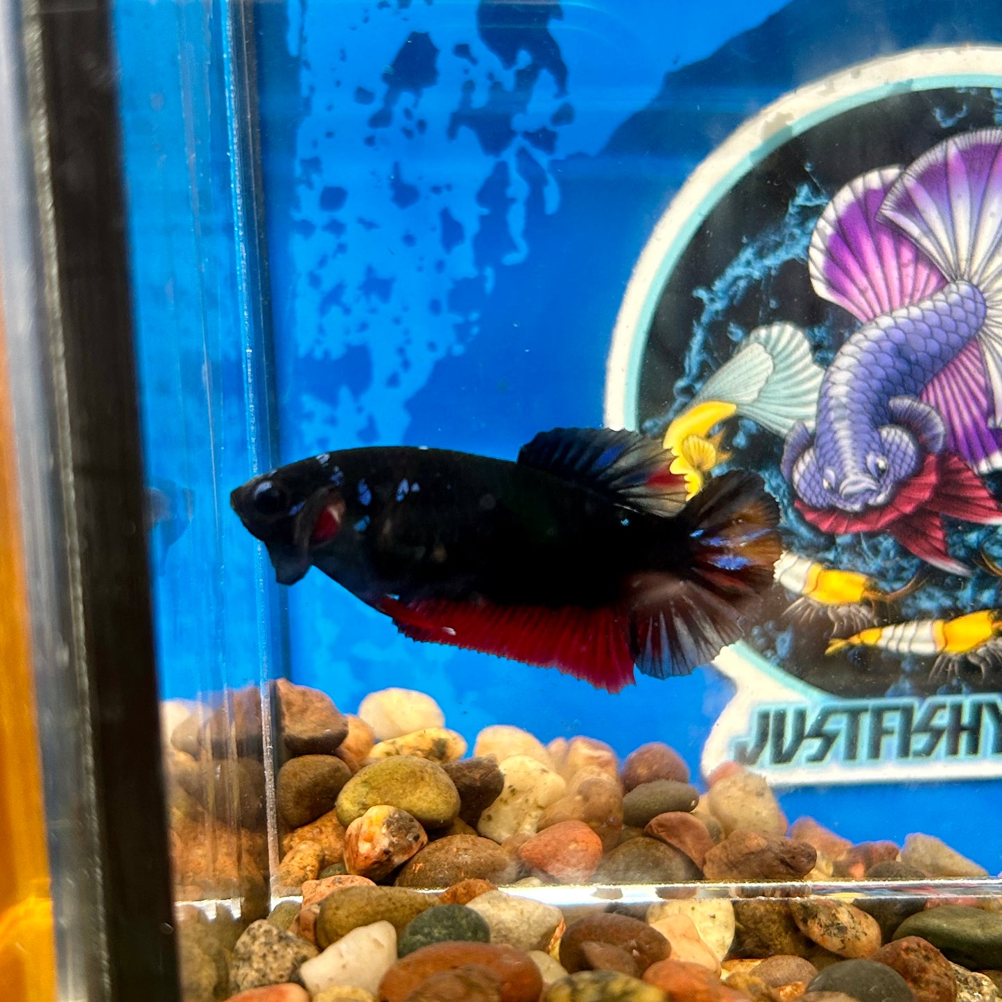 Avarta  Copper Plakat - Female Betta 113