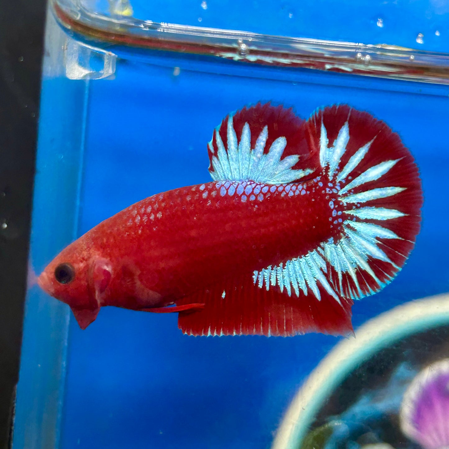 Red Fancy Hellboy Plakat - Male Betta 058