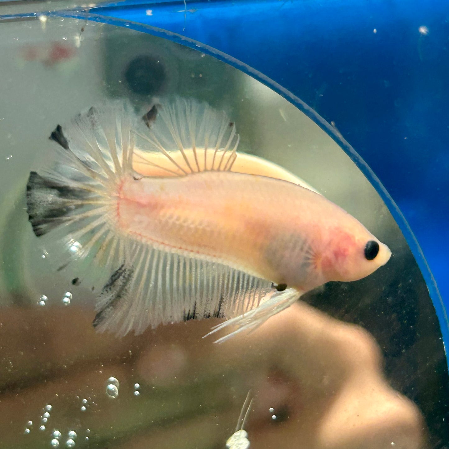 Ghost Plakat - Male Betta 056 - Homebred