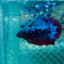 Plakat Avatar Nebula Male Betta #088